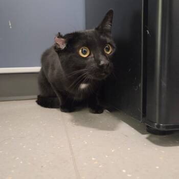 Crinkles -  Domestic Short Hair Cat for Adoption in Kennebunk, Maine - Crinkles | PetCurious