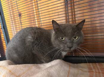 Domestic Short Hair Cats Available for Adoption - Trevor | PetCurious