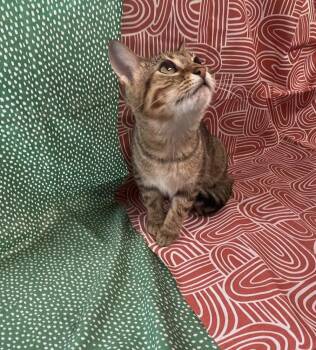 Dusty Fang -  Domestic Short Hair Cat for Adoption in Omaha, Nebraska - Dusty Fang | PetCurious