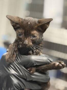 Rizzo -  Domestic Short Hair Cat for Adoption in Daytona Beach, Florida - Rizzo | PetCurious