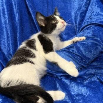 Dot -  Extra Toes Cat Hemingway Polydactyl Cat for Adoption in Gainesville, Florida - Dot | PetCurious