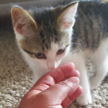 Masquerade -  Domestic Short Hair Cat for Adoption in York, Pennsylvania - Masquerade | PetCurious