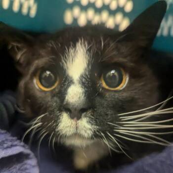 Domestic Short Hair Cats Available for Adoption in Charlottesville, Virginia - Penelope | PetCurious