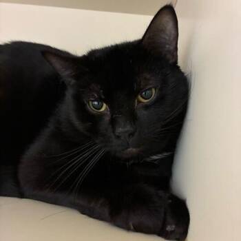 Domestic Short Hair Cats Available for Adoption in Dayton, Ohio - Orca | PetCurious