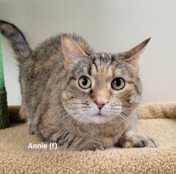 Rescue Domestic Short Hair Cats for Adoption in Mazon, Illinois - Annie | PetCurious