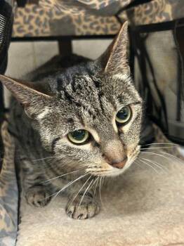 Stella -  Domestic Short Hair Cat for Adoption in Honolulu, Hawaii - Stella | PetCurious