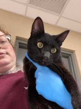 Rescue Domestic Short Hair Cats for Adoption in Joplin, Missouri - Tuna 34004 | PetCurious