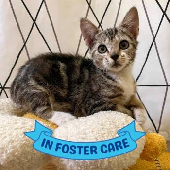 SERENDIPITY -  Domestic Medium Hair Cat for Adoption in Tallahassee, Florida - SERENDIPITY | PetCurious
