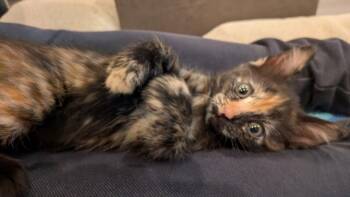 Domestic Short Hair Cats Available for Adoption in Burbank, California - TORTELLINI | PetCurious
