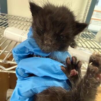 Wendy -  Domestic Short Hair Cat for Adoption in Philadelphia, Pennsylvania - Wendy | PetCurious