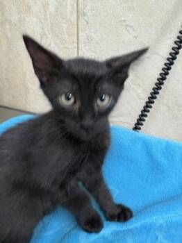 Yamato -  Domestic Short Hair Cat for Adoption in Honolulu, Hawaii - Yamato | PetCurious
