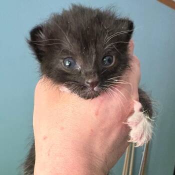 Domestic Short Hair Cats Available for Adoption in Morganton, North Carolina - Binoculars | PetCurious