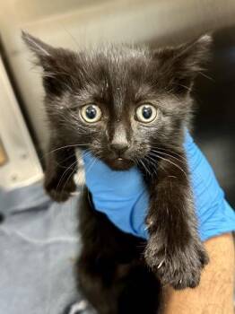 Lyla -  Domestic Short Hair Cat for Adoption in Wichita, Kansas - Lyla | PetCurious