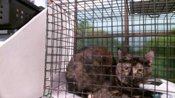 OSITA -  Domestic Short Hair Cat for Adoption in Houston, Texas - OSITA | PetCurious