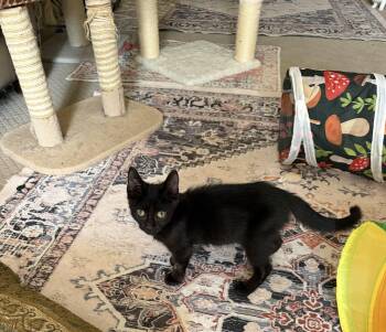 Archie -  Domestic Short Hair Cat for Adoption in Murfreesboro, Tennessee - Archie | PetCurious