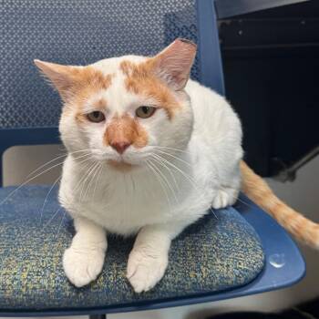 Eeyore -  Domestic Short Hair Cat for Adoption in Englewood, Florida - Eeyore | PetCurious