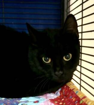 Domestic Short Hair Cats Available for Adoption in Palmer, Alaska - Allura | PetCurious
