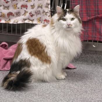 Maine Coon and Domestic Long Hair Cats Available for Adoption in Grand Rapids, Michigan - Taylor | PetCurious