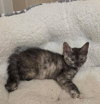 Sushi -  Domestic Short Hair Cat for Adoption in Vancouver, Washington - Sushi | PetCurious