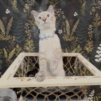 Horchata -  Domestic Short Hair Cat Available for Adoption in Cottonwood Heights, Utah - Horchata | PetCurious