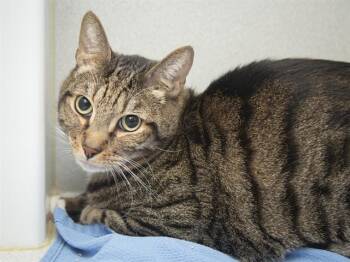 HOUDINI -  Domestic Short Hair Cat for Adoption in Phoenix, Arizona - HOUDINI | PetCurious