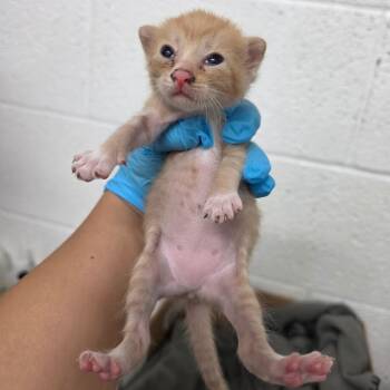 Kaitlyn -  Domestic Short Hair Cat for Adoption in Edinburg, Texas - Kaitlyn | PetCurious
