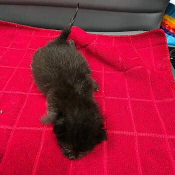 Sonnet -  Domestic Short Hair Cat for Adoption in Jupiter, Florida - Sonnet | PetCurious