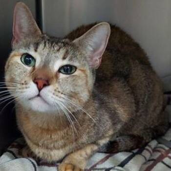 Lily -  Domestic Short Hair Cat for Adoption in Lake Havasu City, Arizona - Lily | PetCurious