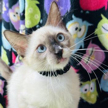 Stetson -  Himalayan and Snowshoe Cat for Adoption in Santa Fe, Texas - Stetson | PetCurious