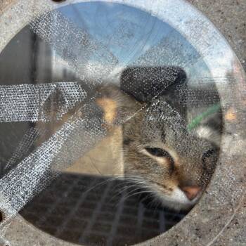 Hedgehog -  Domestic Short Hair Cat for Adoption in Philadelphia, Pennsylvania - Hedgehog | PetCurious
