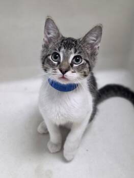 Mexican Street Corn -  Domestic Short Hair Cat for Adoption in Westland, Michigan - Mexican Street Corn | PetCurious