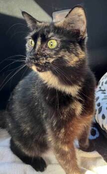 Rescue Tortoiseshell Cats for Adoption in Franklin, Tennessee - MAMA MAY MAY | PetCurious