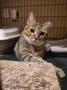 Torbie Cats Available for Adoption - Mitzi FNA Honeybee | PetCurious