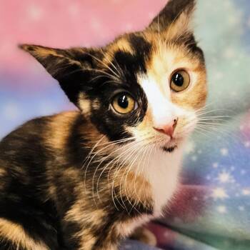Callie - Rancho Cucamonga PetSmart -  Calico Cat for Adoption in Yorba Linda, California - Callie - Rancho Cucamonga PetSmart | PetCurious