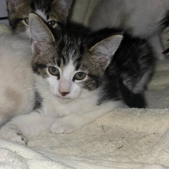 Pepe -  Domestic Short Hair Cat for Adoption in Ferndale, Michigan - Pepe | PetCurious