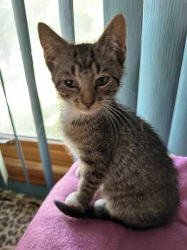 Domestic Short Hair Cats Available for Adoption in Urbandale, Iowa - Doogie | PetCurious