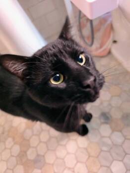 Rescue Domestic Short Hair Cats for Adoption - Jinu | PetCurious
