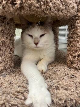 Rescue Domestic Short Hair Cats for Adoption in Neosho, Missouri - Clove | PetCurious