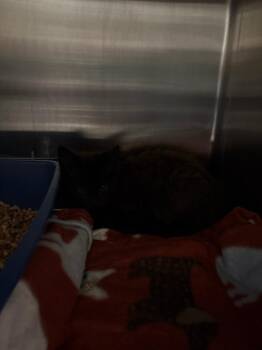 Domestic Medium Hair Cats Available for Adoption - The Great Fluffini | PetCurious