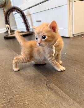 Domestic Short Hair Cats Available for Adoption - Dumpling 