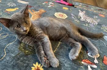 Tofu -  Domestic Short Hair and Russian Blue Cat for Adoption in Ben Avon, Pennsylvania - Tofu | PetCurious