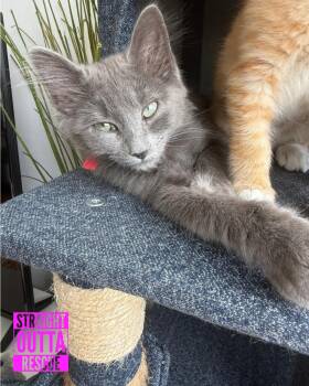 River -  Domestic Long Hair Cat for Adoption in Vancouver, British Columbia - River | PetCurious