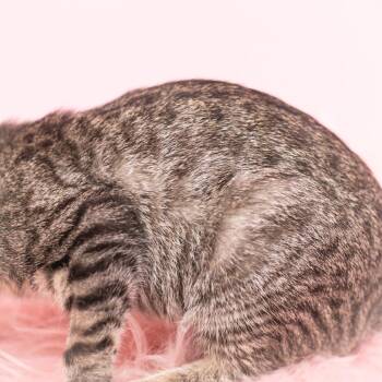 Dove -  Domestic Short Hair Cat for Adoption in St. Augustine, Florida - Dove | PetCurious