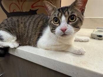 Rescue Domestic Short Hair Cats for Adoption in Baytown, Texas - CASPER | PetCurious