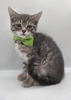 March -  Domestic Short Hair and Tabby Cat for Adoption in Attalla, Alabama - March | PetCurious