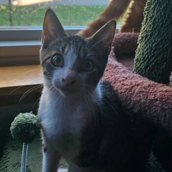 Preston -  Domestic Short Hair Cat for Adoption in Rochester, Minnesota - Preston | PetCurious