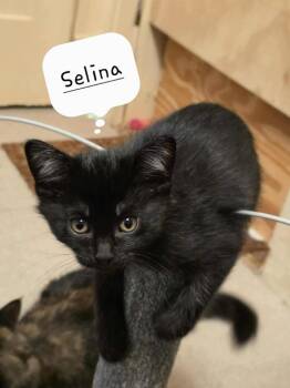 Rescue Domestic Short Hair Cats for Adoption in Cloquet, Minnesota - Selina Kyle | PetCurious