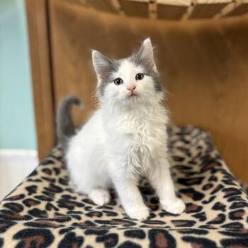 Domestic Medium Hair Cats Available for Adoption in Fargo, North Dakota - Cobalt--In Foster | PetCurious