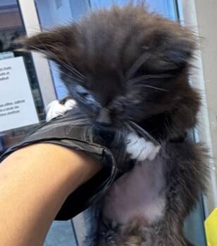 Rescue Domestic Short Hair Cats for Adoption in El Paso, Texas - 59761790 | PetCurious