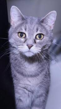 Misty -  Domestic Short Hair Cat for Adoption in Minneapolis, Minnesota - Misty | PetCurious